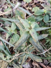 Spermacoce latifolia