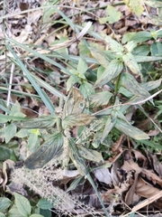 Spermacoce latifolia