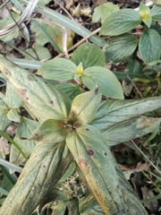 Spermacoce latifolia