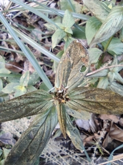 Spermacoce latifolia