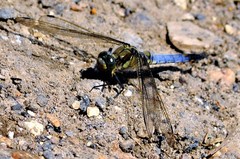 Orthetrum cancellatum