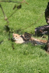 Acinonyx