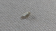 Cicadellidae