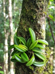 Bulbophyllum shepherdii