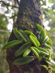 Bulbophyllum shepherdii