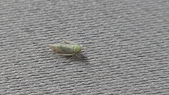 Cicadellidae