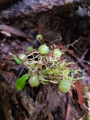 Bulbophyllum exiguum