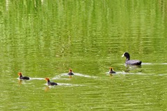 Fulica atra