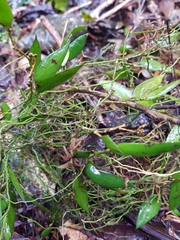 Dendrobium pugioniforme