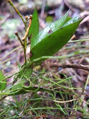 Dendrobium pugioniforme