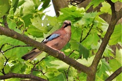 Garrulus glandarius