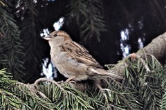 Passer domesticus
