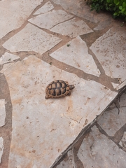 Testudo