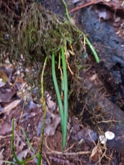 Dendrobium schoeninum