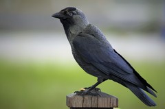 Corvus monedula