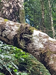 Dendrobium schoeninum