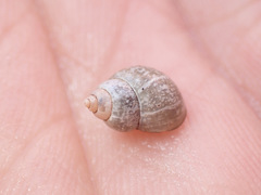 Bithynia tentaculata