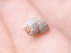 Bithynia tentaculata