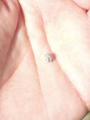 Bithynia tentaculata