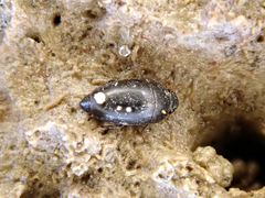 Limnebius