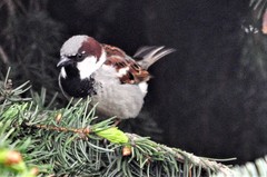 Passer domesticus
