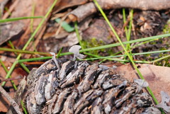 Banksiamyces macrocarpus