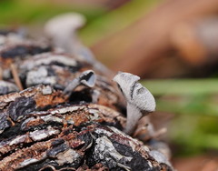 Banksiamyces macrocarpus