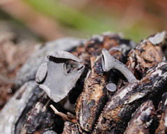 Banksiamyces macrocarpus
