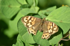 Pararge aegeria aegeria