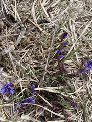 Polygala serpyllifolia