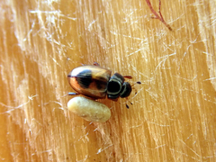 Cercyon unipunctatus