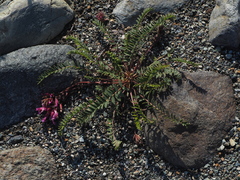 Astragalus monspessulanus