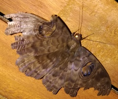 Erebus walkeri