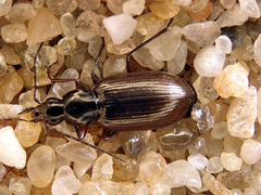 Agonum fuliginosum