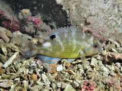 Choerodon schoenleinii