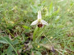Ophrys apifera