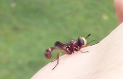 Physocephala vittata