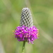 Dalea purpurea - Photo (c) Paul Tavares, algunos derechos reservados (CC BY-NC)