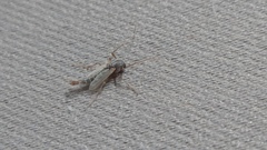 Chironomus