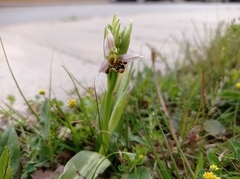 Ophrys apifera