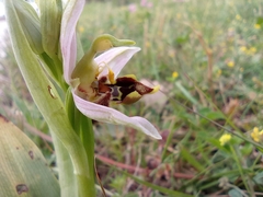 Ophrys apifera