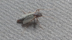 Chironomus