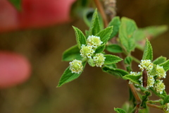 Lippia javanica