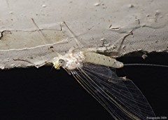 Maccaffertium mediopunctatum