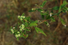 Lippia javanica