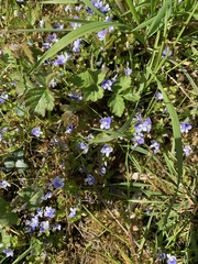 Veronica filiformis