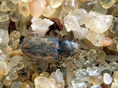 Heterocerus fenestratus
