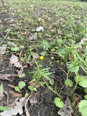 Ranunculus cassubicus