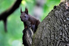 Sciurus vulgaris