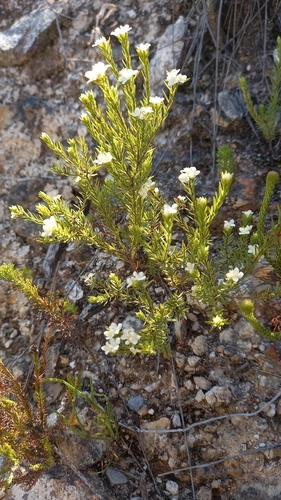 Image of Lachnaea diosmoides by (c) kevin koen, some rights reserved (CC BY-SA)